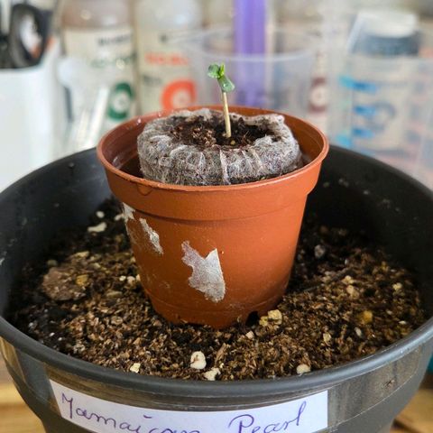 Jamaican Dream 3 growlog photo: Sie setze ich jetzt mit dem Jiffy in den 0.7 l Topf