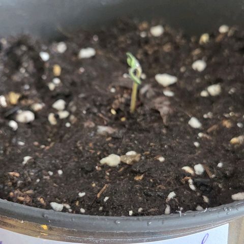 Jamaican Dream 3 growlog timeline photo