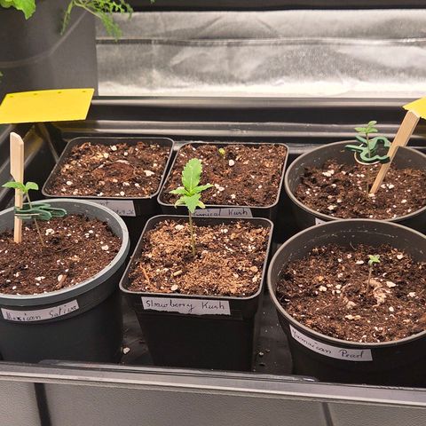 Jamaican Dream 3 growlog photo: Siehts heute dann aus