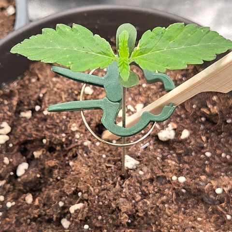 Sherbet  Queen growlog timeline photo