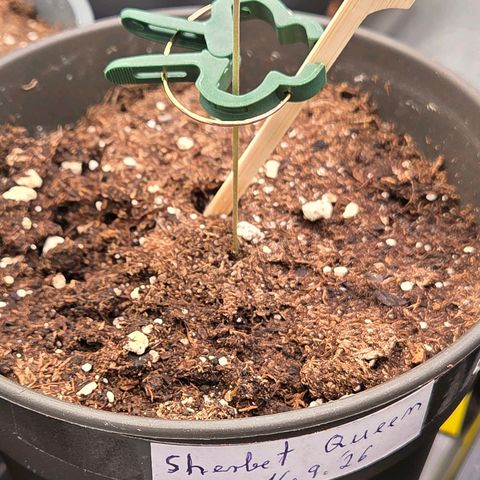 Sherbet  Queen growlog timeline photo