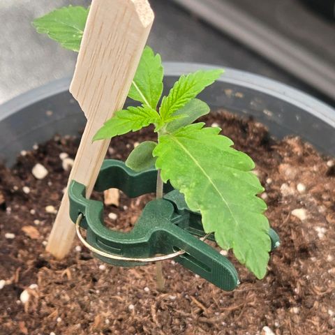 Mexican die Dritte growlog timeline photo
