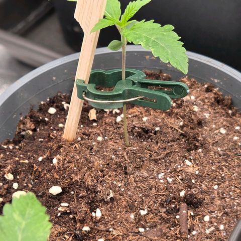 Mexican die Dritte growlog timeline photo