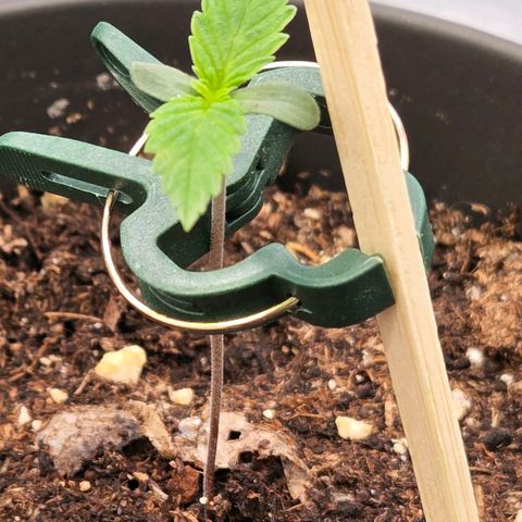 Jamaican Dream 3 growlog timeline photo