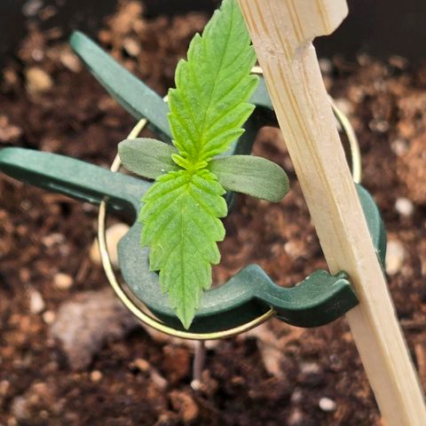 Jamaican Dream 3 growlog timeline photo