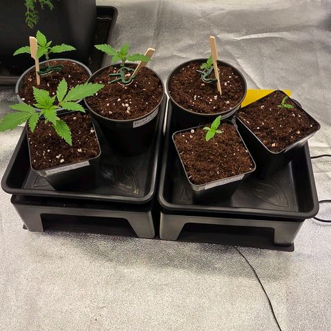 Sherbet  Queen growlog timeline photo