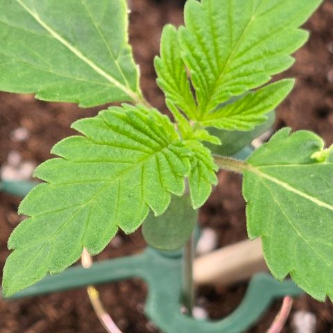 Sherbet  Queen growlog timeline photo