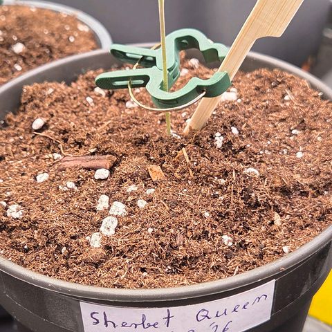 Sherbet  Queen growlog timeline photo