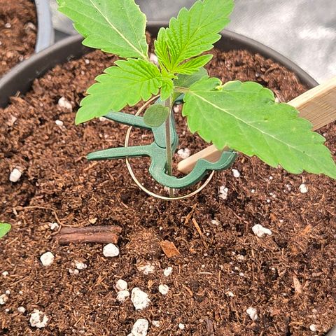 Sherbet  Queen growlog timeline photo