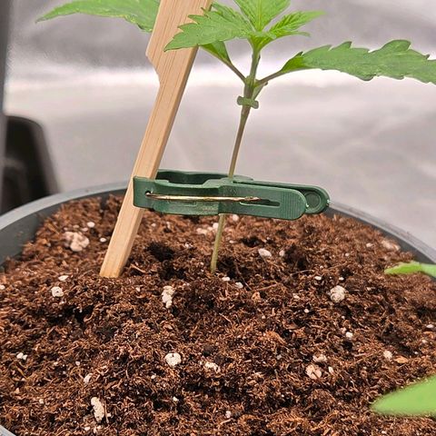 Mexican die Dritte growlog timeline photo