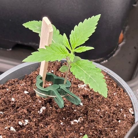 Mexican die Dritte growlog timeline photo