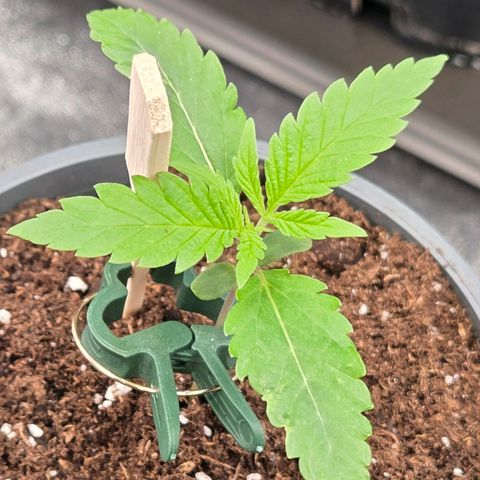 Mexican die Dritte growlog timeline photo