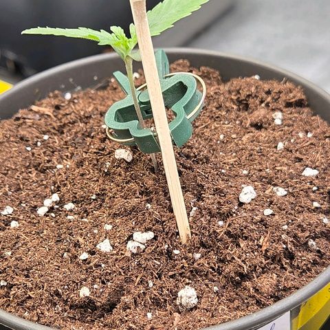 Jamaican Dream 3 growlog timeline photo