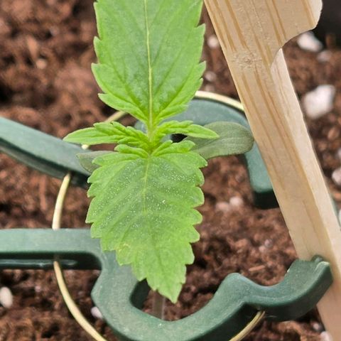 Jamaican Dream 3 growlog timeline photo