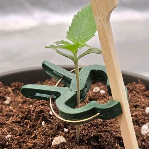 Jamaican Dream 3 growlog timeline photo