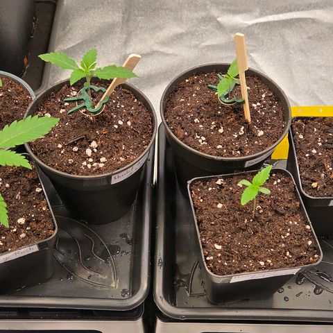Jamaican Dream 3 growlog photo: Leicht frisch beerdet u diese leicht befeuchtet, sollte es nun weiter Wachsen.