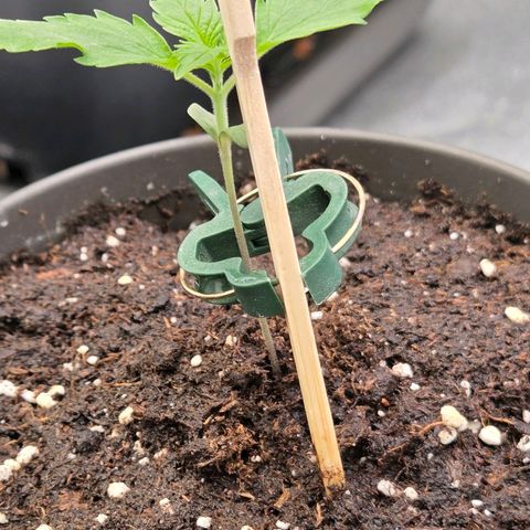 Jamaican Dream 3 growlog timeline photo