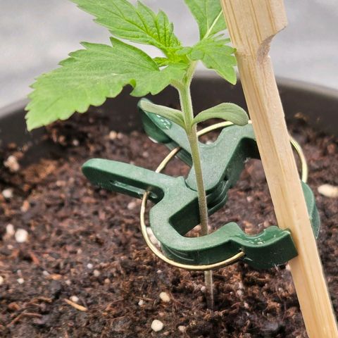Jamaican Dream 3 growlog timeline photo