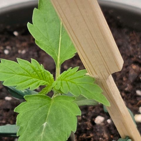 Jamaican Dream 3 growlog timeline photo
