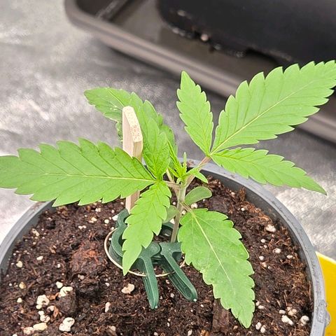 Mexican die Dritte growlog timeline photo