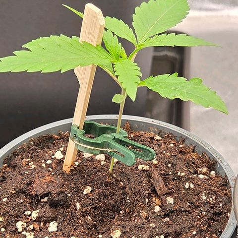 Mexican die Dritte growlog timeline photo
