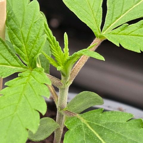 Mexican die Dritte growlog timeline photo