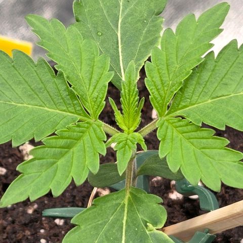 Sherbet  Queen growlog timeline photo