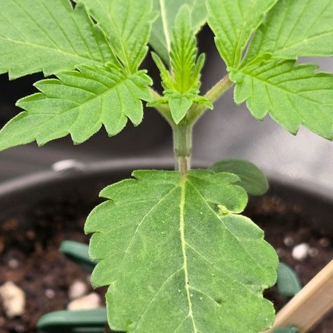 Sherbet  Queen growlog timeline photo