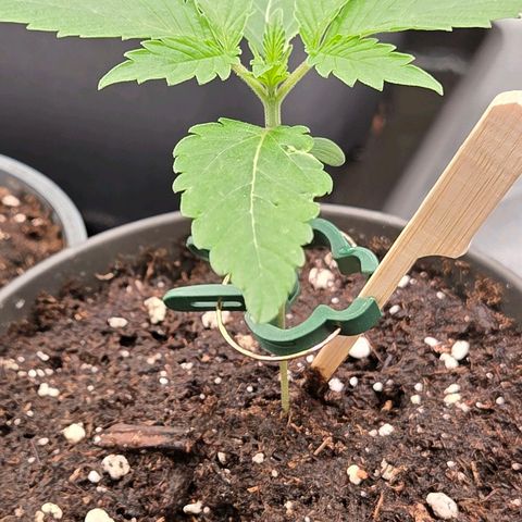 Sherbet  Queen growlog timeline photo