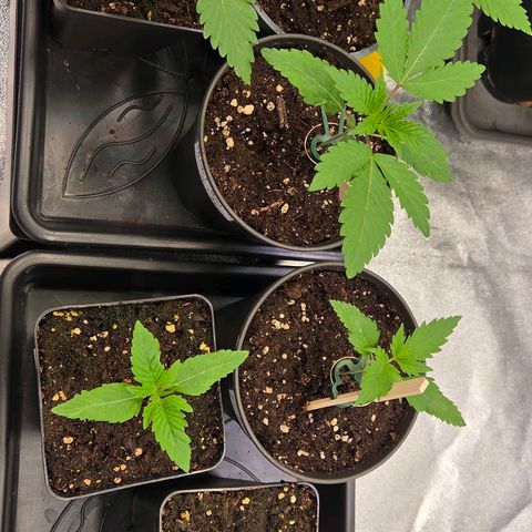 Sherbet  Queen growlog photo: So wird die erste heute in den Endtopf gesetzt.
Die nächsten 2 kommen dann bald auch in den Endtopf. 