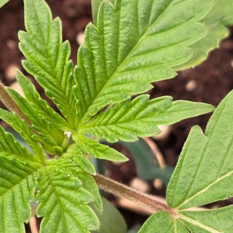 Sherbet  Queen growlog photo: Sie hat nun auch das erste 5 Fingerblatt u wird dann auch in 2 - 3 Tagen im Endtopf landen