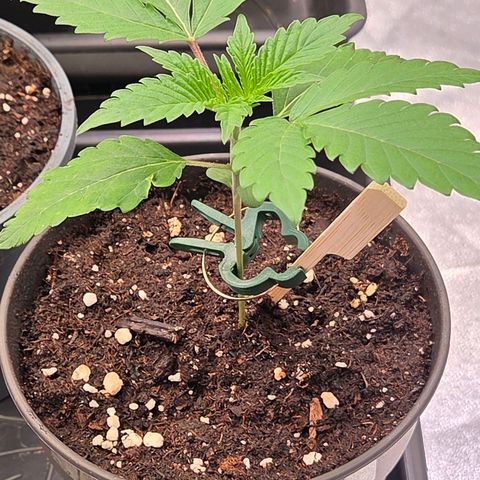 Sherbet  Queen growlog photo: Sie hat nun auch das erste 5 Fingerblatt u wird dann auch in 2 - 3 Tagen im Endtopf landen