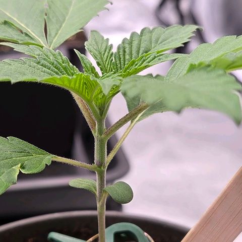 Sherbet  Queen growlog photo: Bei 10 cm Höhe ist sie.
Werde sie auch im Endtopf 1 - 3 cm tiefer setzen