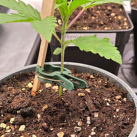 Mexican die Dritte growlog photo: Auch sie steht gut da, bildet gerade das 5 Finger Blatt u auch sie steht zum Umtopfen in den Endtopf in drei Tagen an.