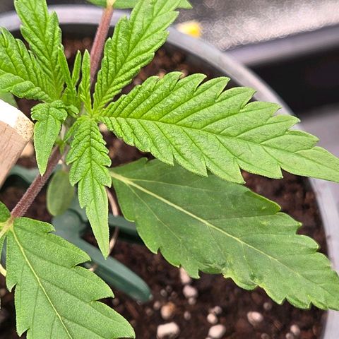 Mexican die Dritte growlog photo: Auch sie steht gut da, bildet gerade das 5 Finger Blatt u auch sie steht zum Umtopfen in den Endtopf in drei Tagen an.