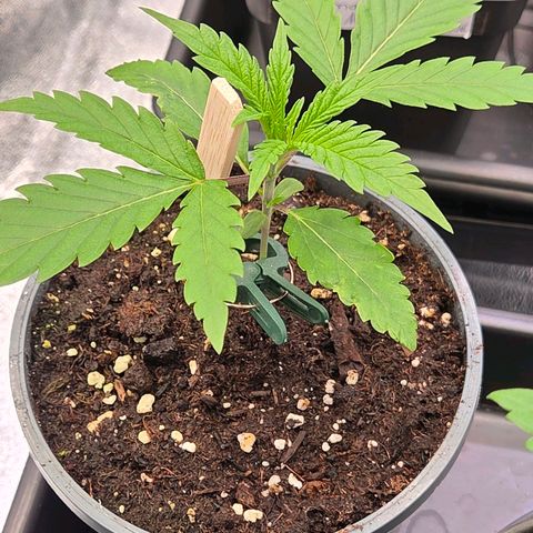 Mexican die Dritte growlog photo: Auch sie steht gut da, bildet gerade das 5 Finger Blatt u auch sie steht zum Umtopfen in den Endtopf in drei Tagen an.