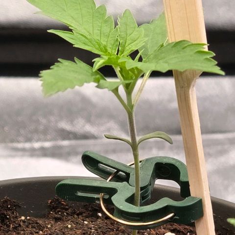 Jamaican Dream 3 growlog photo: Sie war eine der letzten u brauch noch etwas Zeit