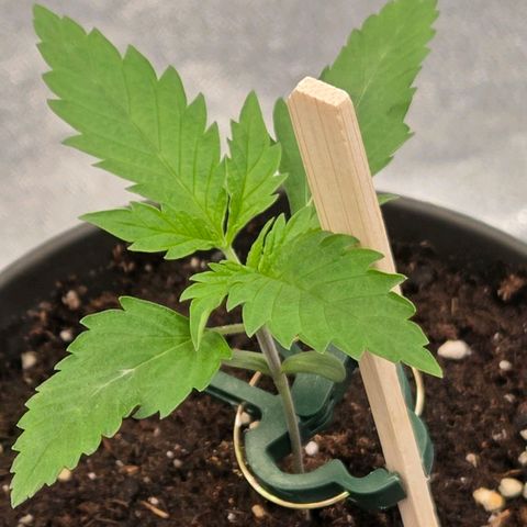 Jamaican Dream 3 growlog photo: Sie war eine der letzten u brauch noch etwas Zeit