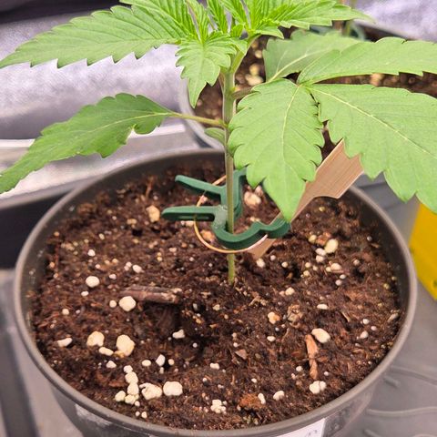 Sherbet  Queen growlog photo: Auch sie hat das erste 5 Fingerblattpaar , das zweite in Arbeit u lets go !
Ab in den Endtopf