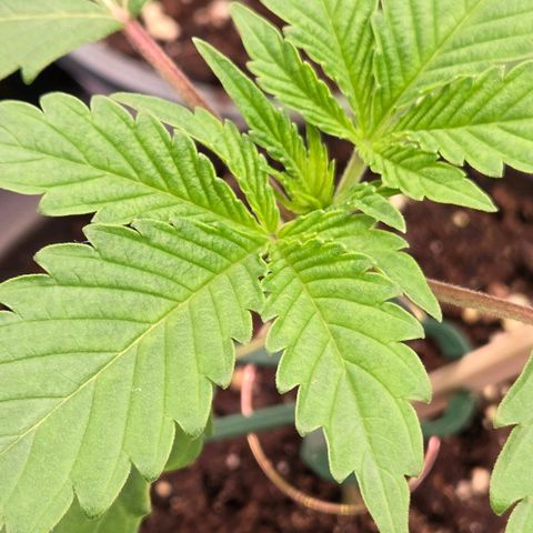 Sherbet  Queen growlog photo: Auch sie hat das erste 5 Fingerblattpaar , das zweite in Arbeit u lets go !
Ab in den Endtopf