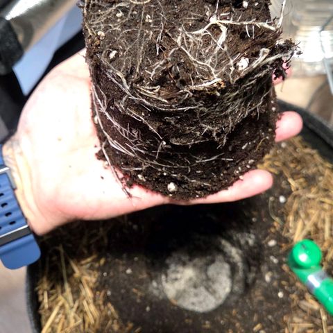 Sherbet  Queen growlog timeline photo