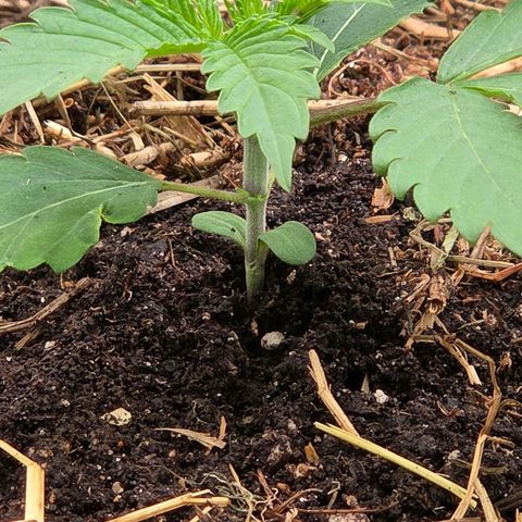 Sherbet  Queen growlog photo: Und so steht sie nun im Endtopf