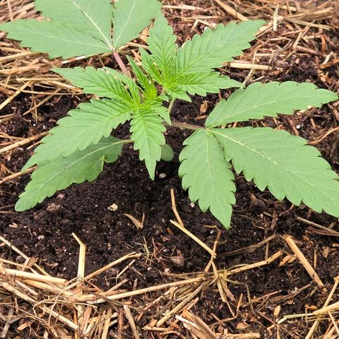 Sherbet  Queen growlog photo: Und so steht sie nun im Endtopf