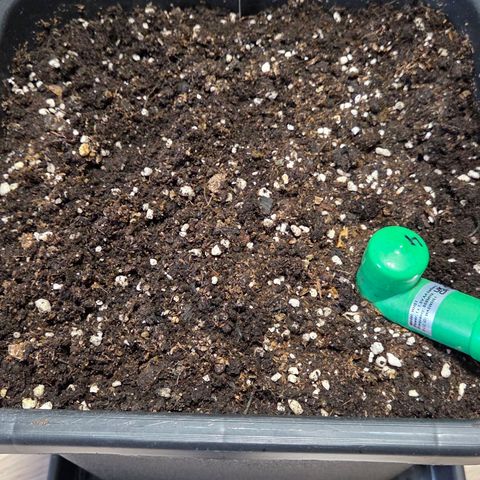 Mexican die Dritte growlog photo: Der Endtopf für Mexican Sativa 18 l Bio Tabs super Erde. 