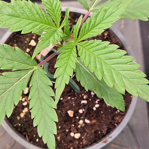 Mexican die Dritte growlog photo: Nun wird sie um getopft