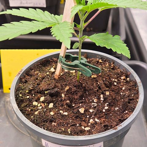 Mexican die Dritte growlog photo: Nun wird sie um getopft