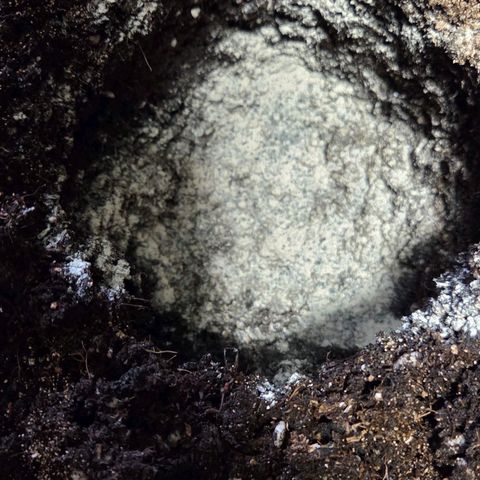 Mexican die Dritte growlog photo: Schön mit Mycotrex angereichert