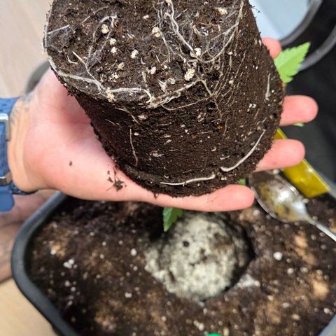 Mexican die Dritte growlog timeline photo