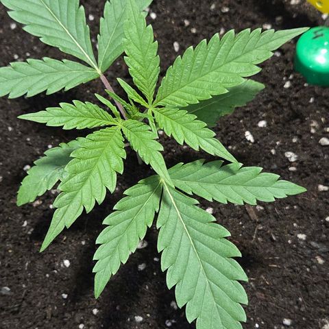 Mexican die Dritte growlog timeline photo