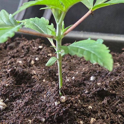 Mexican die Dritte growlog timeline photo